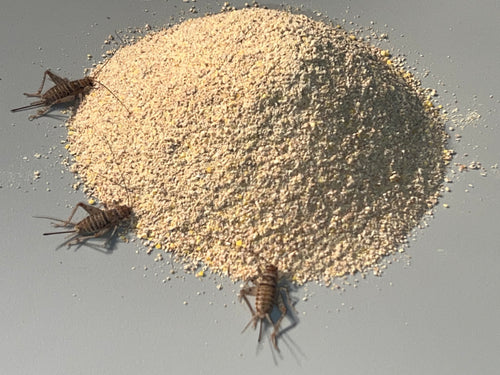 Cricket Feed